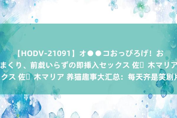 【HODV-21091】オ●●コおっぴろげ！お姉ちゃん 四六時中濡れまくり、前戯いらずの即挿入セックス 佐々木マリア 养猫趣事大汇总：每天齐是笑剧片现场！